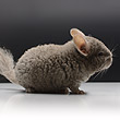 locken curly chinchilla photos photographs pictures images